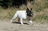 BOULEDOGUE FRANCAIS 325